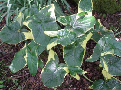 Arum maculatum 'Lady of Devon'